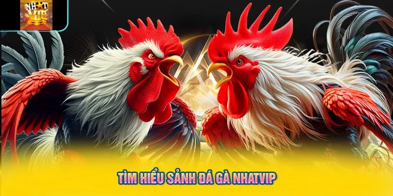 Tìm hiểu sảnh đá gà Nhatvip