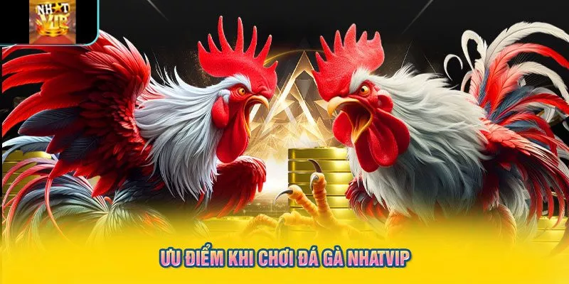Ưu điểm khi chơi đá gà Nhatvip